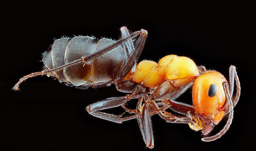 Ant Control service in Norwich, CT