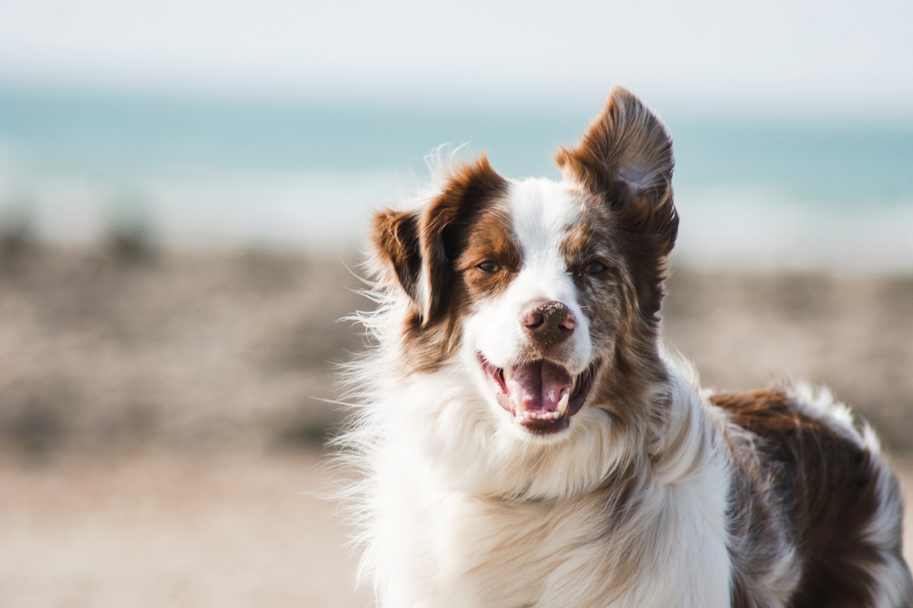 Flea & Tick Control service in Norwich, CT