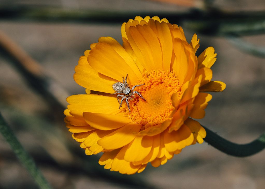 Spider Control service in Norwich, CT